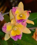 Jersey Highlands Orchid Society January 28, 2014