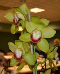 Jersey Highlands Orchid Society February 25, 2014