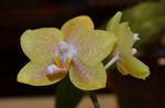 Jersey Highlands Orchid Society March 25, 2014