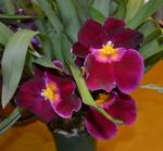 Jersey Highlands Orchid Society May 27, 2014