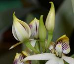Jersey Highlands Orchid Society June 24, 2014