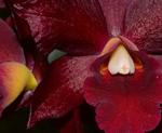 Jersey Highlands Orchid Society February 4, 2015