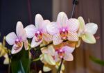 Jersey Highlands Orchid Society June 23, 2015