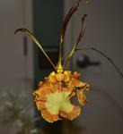 Jersey Highlands Orchid Society September 22, 2015