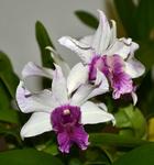 Jersey Highlands Orchid Society October 20, 2015