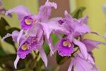 Jersey Highlands Orchid Society April 26, 2016