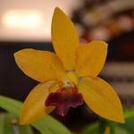 Jersey Highlands Orchid Society October 25, 2016