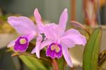 Jersey Highlands Orchid Society March 28, 2017